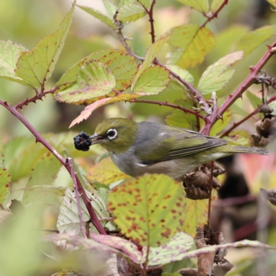 Zosterops lateralis (Silvereye) at West Stromlo - 29 Feb 2024 by MichaelWenke