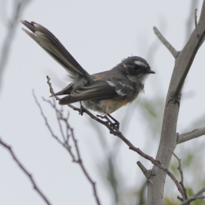 Rhipidura albiscapa (Grey Fantail) at West Stromlo - 29 Feb 2024 by MichaelWenke