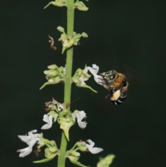 Amegilla sp. (genus) (Blue Banded Bee) at Wellington Point, QLD - 23 Feb 2024 by TimL