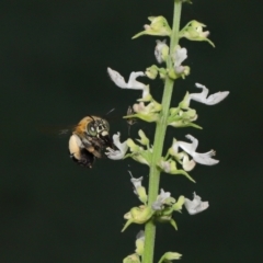 Amegilla sp. (genus) at Wellington Point, QLD - suppressed