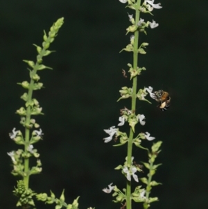 Amegilla sp. (genus) at Wellington Point, QLD - suppressed