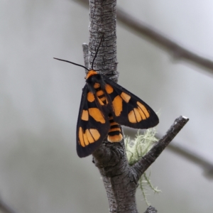 Amata nr aperta at West Stromlo - 29 Feb 2024