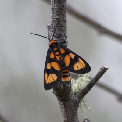 Amata nr aperta (Pale Spotted Tiger Moth) at West Stromlo - 29 Feb 2024 by MichaelWenke