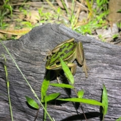 Litoria aurea (Green and Golden Bell Frog) at Termeil, NSW - 20 Jan 2024 by EKLawler