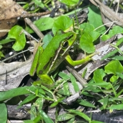 Litoria aurea at Meroo National Park - suppressed