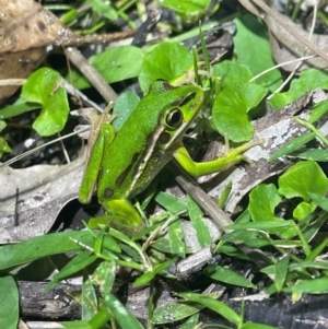 Litoria aurea at Meroo National Park - 20 Jan 2024