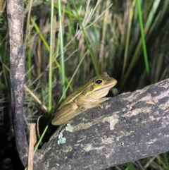 Litoria aurea at Meroo National Park - suppressed