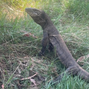 Varanus rosenbergi at Lower Cotter Catchment - 24 Feb 2024