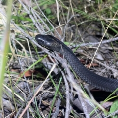 Cryptophis nigrescens (Eastern Small-eyed Snake) at Uriarra Village, ACT - 28 Feb 2024 by EKLawler