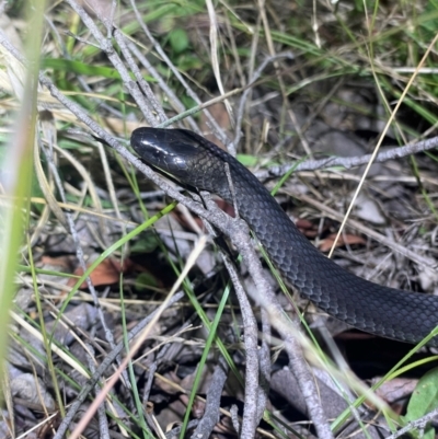 Cryptophis nigrescens (Eastern Small-eyed Snake) at Lower Cotter Catchment - 28 Feb 2024 by EKLawler