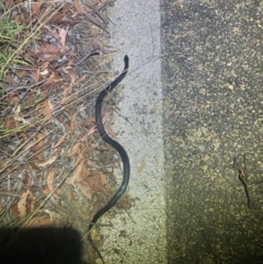 Cryptophis nigrescens at Lower Cotter Catchment - 28 Feb 2024 08:55 PM