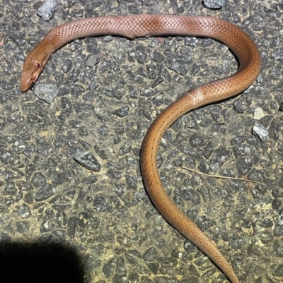 Lialis burtonis (Burton's Snake-lizard) at Uriarra Village, ACT - 28 Feb 2024 by EKLawler