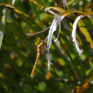 Orthetrum villosovittatum at Wellington Point, QLD - 18 Feb 2024