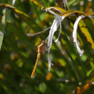 Orthetrum villosovittatum (Fiery Skimmer) at Wellington Point, QLD - 18 Feb 2024 by TimL