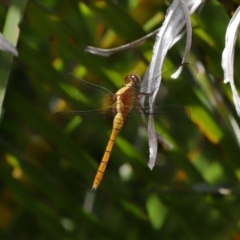 Orthetrum villosovittatum at Wellington Point, QLD - 18 Feb 2024