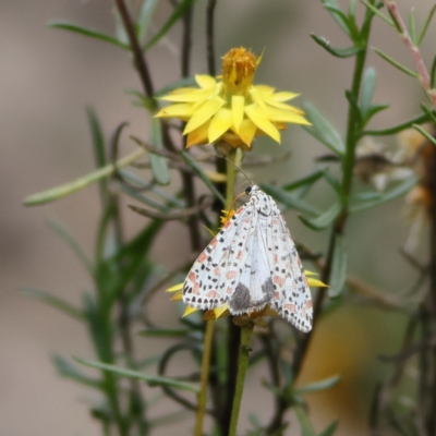 Utetheisa pulchelloides (Heliotrope Moth) at West Stromlo - 29 Feb 2024 by Trevor
