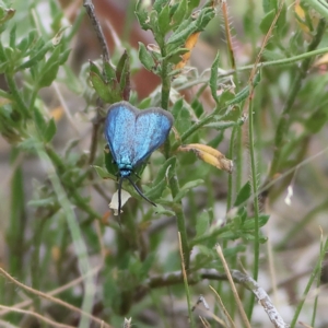 Pollanisus (genus) at West Stromlo - 29 Feb 2024 02:23 PM