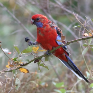 Platycercus elegans at Denman Prospect, ACT - 29 Feb 2024