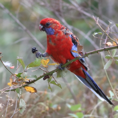 Platycercus elegans (Crimson Rosella) at Denman Prospect, ACT - 29 Feb 2024 by MichaelWenke