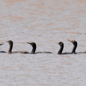 Phalacrocorax sulcirostris at Chiltern-Mt Pilot National Park - 23 Feb 2024