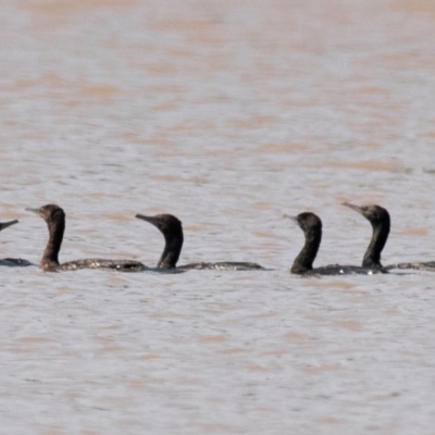 Phalacrocorax sulcirostris (Little Black Cormorant) at Chiltern Valley, VIC - 23 Feb 2024 by Petesteamer