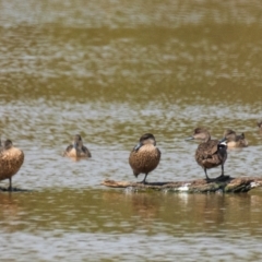 Anas gracilis (Grey Teal) at Chiltern Valley, VIC - 23 Feb 2024 by Petesteamer