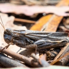 Peakesia hospita (Common Peakesia Grasshopper) at Chiltern-Mt Pilot National Park - 23 Feb 2024 by Petesteamer