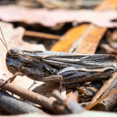 Peakesia hospita (Common Peakesia Grasshopper) at Chiltern-Mt Pilot National Park - 23 Feb 2024 by Petesteamer