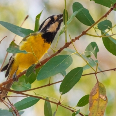 Falcunculus frontatus (Eastern Shrike-tit) at Chiltern Valley, VIC - 23 Feb 2024 by Petesteamer