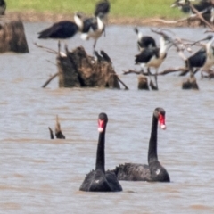 Cygnus atratus (Black Swan) at Chiltern Valley, VIC - 23 Feb 2024 by Petesteamer