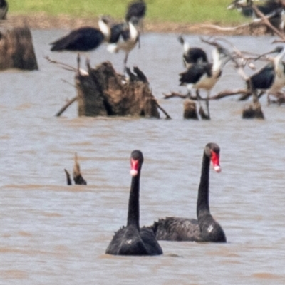 Cygnus atratus (Black Swan) at Chiltern Valley, VIC - 23 Feb 2024 by Petesteamer