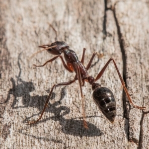 Myrmecia sp. (genus) at Chiltern-Mt Pilot National Park - 23 Feb 2024 09:00 AM