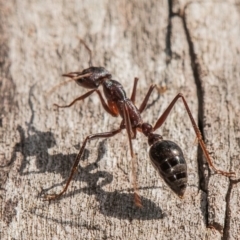 Unidentified Ant (Hymenoptera, Formicidae) at Chiltern, VIC - 22 Feb 2024 by Petesteamer