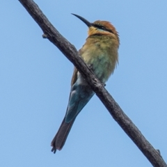 Merops ornatus (Rainbow Bee-eater) at Chiltern-Mt Pilot National Park - 22 Feb 2024 by Petesteamer