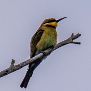 Merops ornatus at Chiltern-Mt Pilot National Park - 23 Feb 2024 09:33 AM