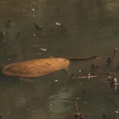 Chelodina longicollis (Eastern Long-necked Turtle) at Chiltern-Mt Pilot National Park - 23 Feb 2024 by Petesteamer