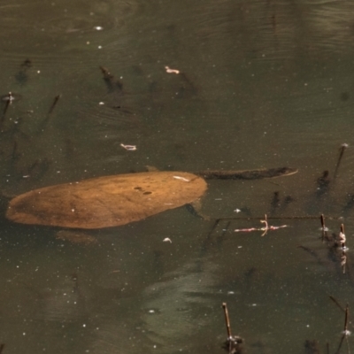 Chelodina longicollis (Eastern Long-necked Turtle) at Chiltern-Mt Pilot National Park - 23 Feb 2024 by Petesteamer