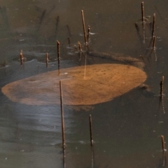 Chelodina longicollis at Chiltern-Mt Pilot National Park - 23 Feb 2024