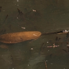 Chelodina longicollis at Chiltern-Mt Pilot National Park - 23 Feb 2024 08:45 AM