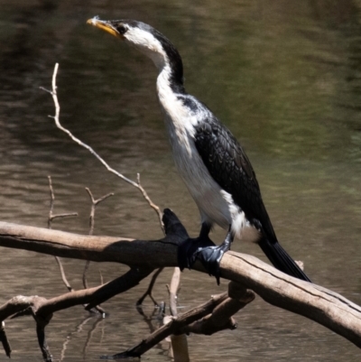 Microcarbo melanoleucos (Little Pied Cormorant) at Chiltern-Mt Pilot National Park - 24 Feb 2024 by Petesteamer