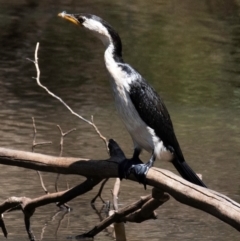 Microcarbo melanoleucos (Little Pied Cormorant) at Chiltern, VIC - 24 Feb 2024 by Petesteamer