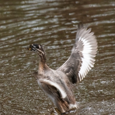 Tachybaptus novaehollandiae (Australasian Grebe) at Chiltern-Mt Pilot National Park - 22 Feb 2024 by Petesteamer