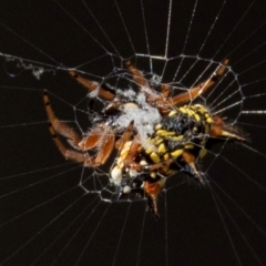 Austracantha minax (Christmas Spider, Jewel Spider) at Chiltern-Mt Pilot National Park - 23 Feb 2024 by Petesteamer