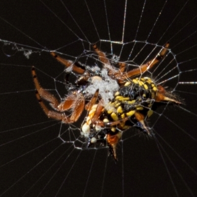 Austracantha minax (Christmas Spider, Jewel Spider) at Chiltern, VIC - 22 Feb 2024 by Petesteamer