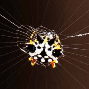 Austracantha minax at Chiltern-Mt Pilot National Park - 23 Feb 2024 09:22 AM