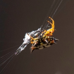 Austracantha minax at Chiltern-Mt Pilot National Park - 23 Feb 2024 09:22 AM