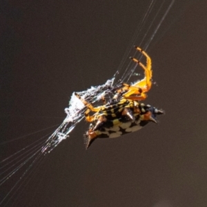 Austracantha minax at Chiltern-Mt Pilot National Park - 23 Feb 2024 09:22 AM