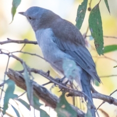 Colluricincla harmonica (Grey Shrikethrush) at Chiltern, VIC - 24 Feb 2024 by Petesteamer