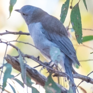 Colluricincla harmonica at Chiltern-Mt Pilot National Park - 25 Feb 2024