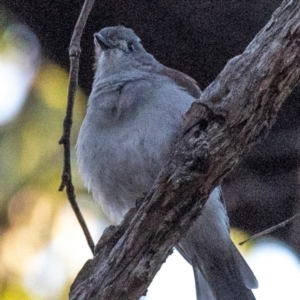 Colluricincla harmonica at Chiltern-Mt Pilot National Park - 25 Feb 2024 07:20 AM